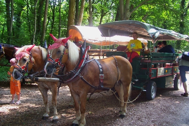 Bild 079.jpg - Kutschfahrt durch das Naturschutzgebiet Taubergießen beim Europa-Park Rust